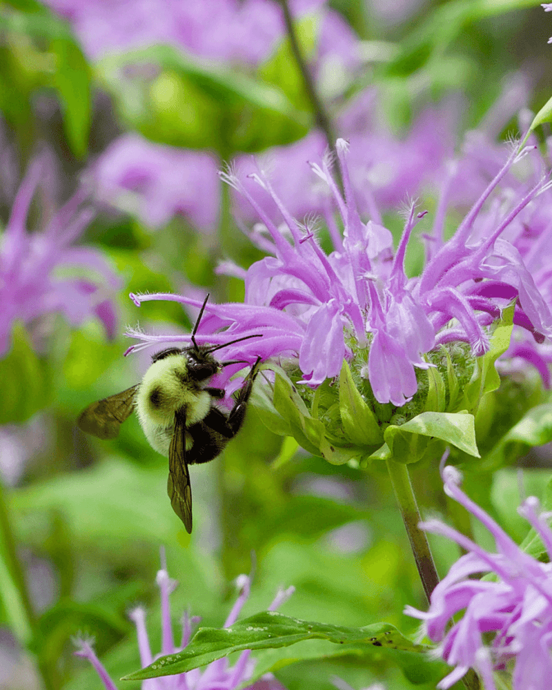 Boost Your Garden's Buzz: Attracting Wild Bees with Native Plants - Garden for Wildlife