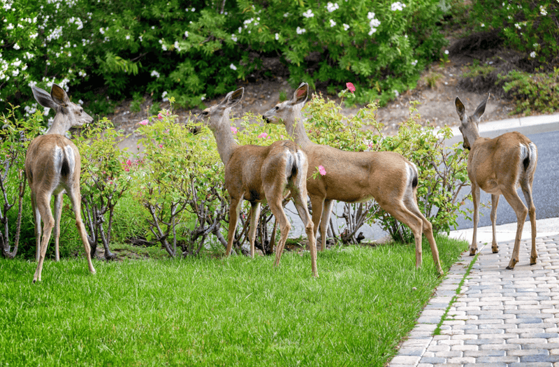 How to Design a Deer Proof Garden: Expert Tips