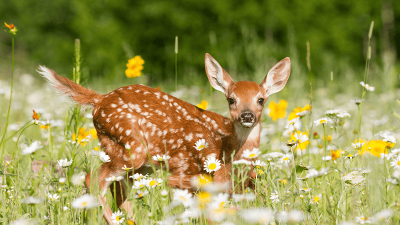Deer Resistant Native Plants: A Guide to Keeping Your Garden Safe and Beautiful - Garden for Wildlife
