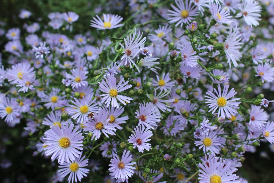 Fall Flowers: Native Plants That Bloom and Thrive in Autumn