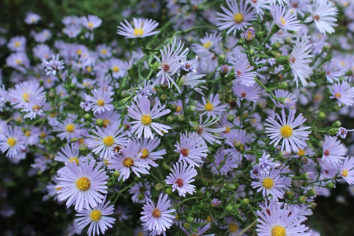Native Fall Fall Flowers: Native Plants That Bloom and Thrive in Autumn