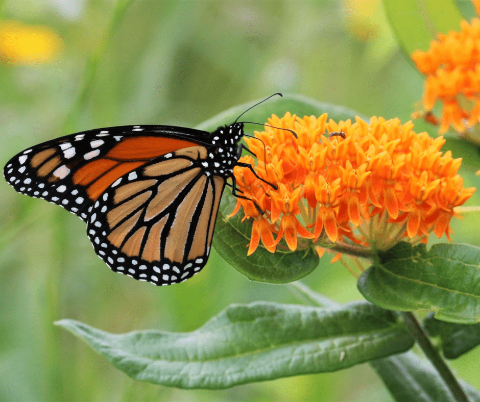 Garden For Wildlife Month: How to Celebrate