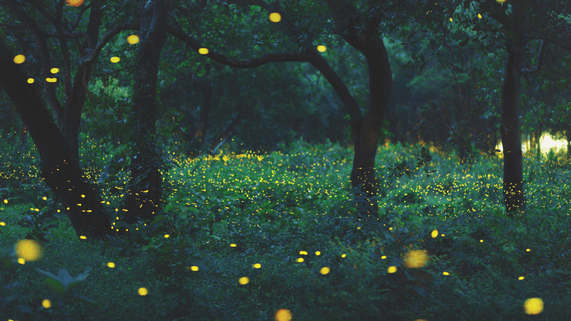 How to Attract and Build a Firefly-Friendly Habitat - Garden for Wildlife