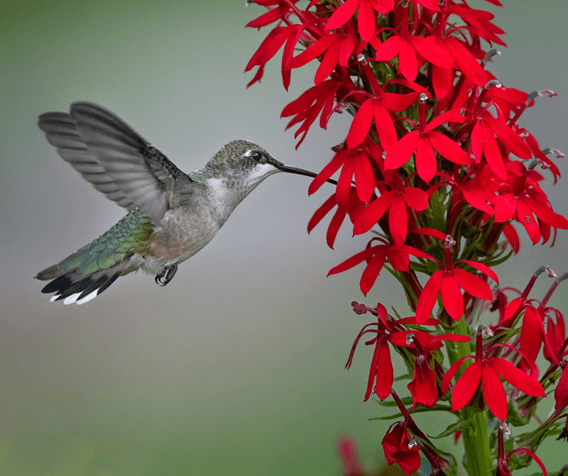 How to Attract Hummingbirds with Native Plants - Garden for Wildlife