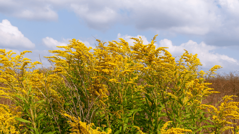 Native Plants to Attract Birds: Ultimate Guide for Vibrant Wildlife