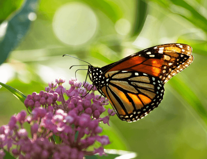 Guide to Milkweed Plants and Monarch Butterflies - Garden for Wildlife