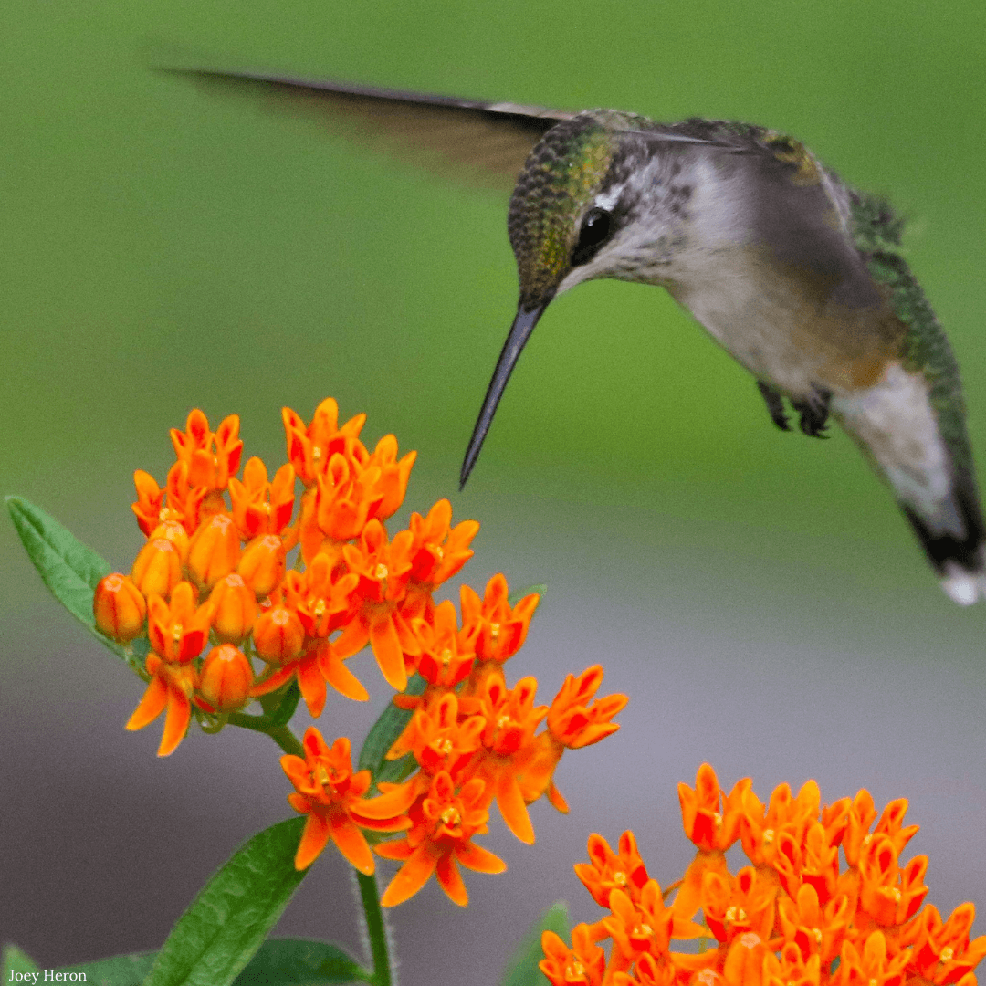 Native Plant Terms and What They Really Mean