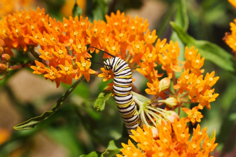Native Plants For Every Stage of a Butterfly's Life Cycle - Garden for Wildlife