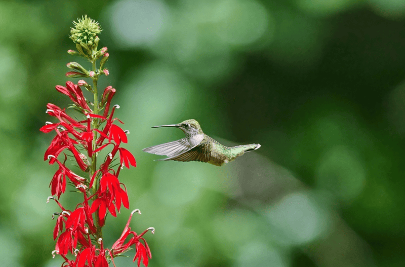 What are Hummingbirds Attracted to