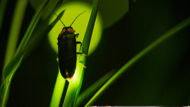 Rekindling the Glow: Are Fireflies Declining? - Garden for Wildlife