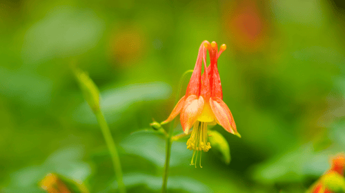 Seasonal Native Plant Care Calendar
