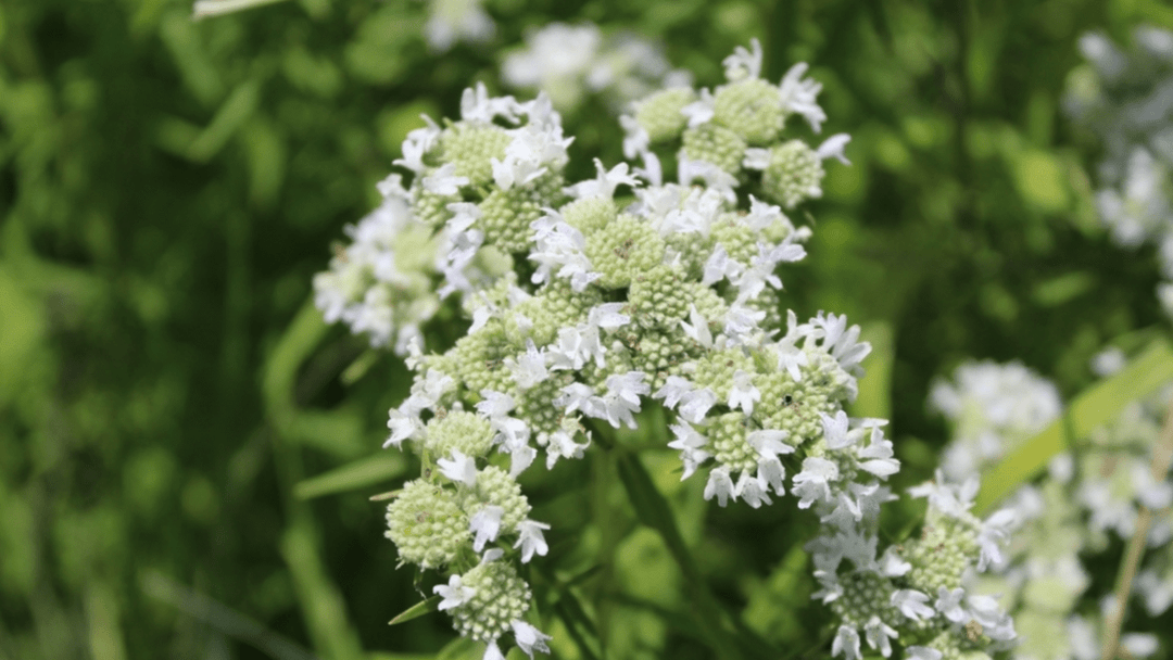 The Alabama Gardening Guide
