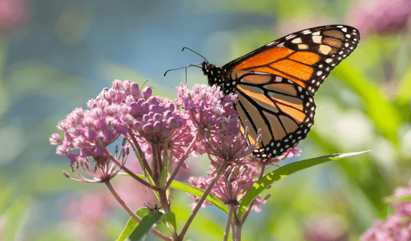 The Guide to Native Plant Gardening - Garden for Wildlife