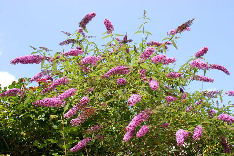 The Truth about the Butterfly Bush (And What To Plant Instead!) - Garden for Wildlife