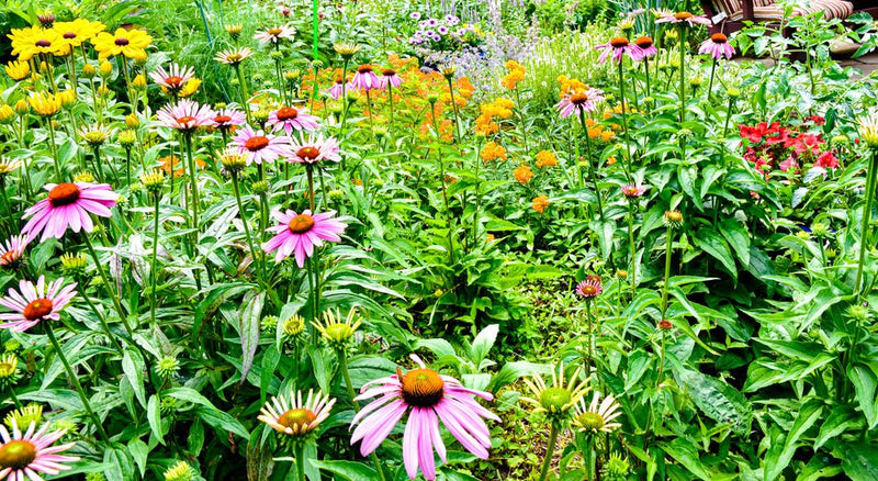 The Ultimate Guide to Gardening in New York - Garden for Wildlife