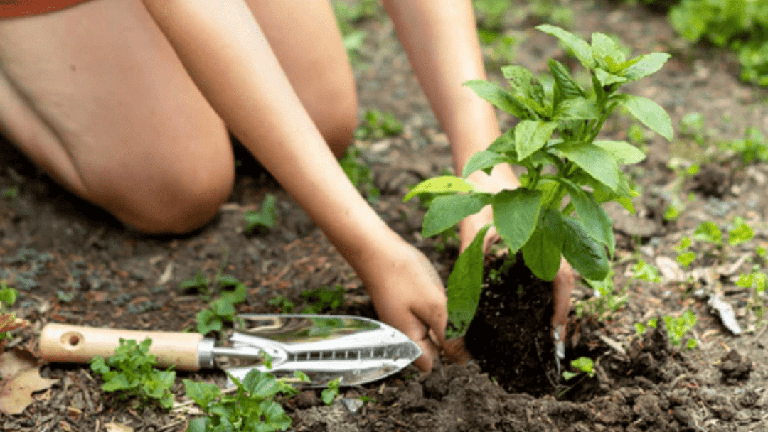 When to Plant Garden in Virginia: Seasonal Tips & Tricks