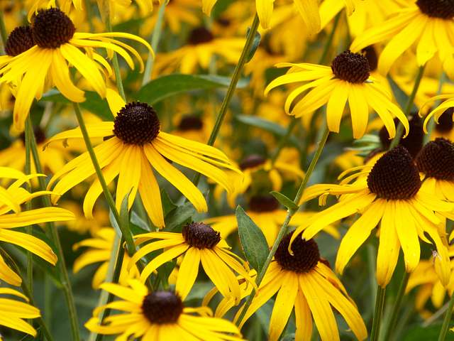 The Ultimate Maryland Gardening Guide - Garden for Wildlife