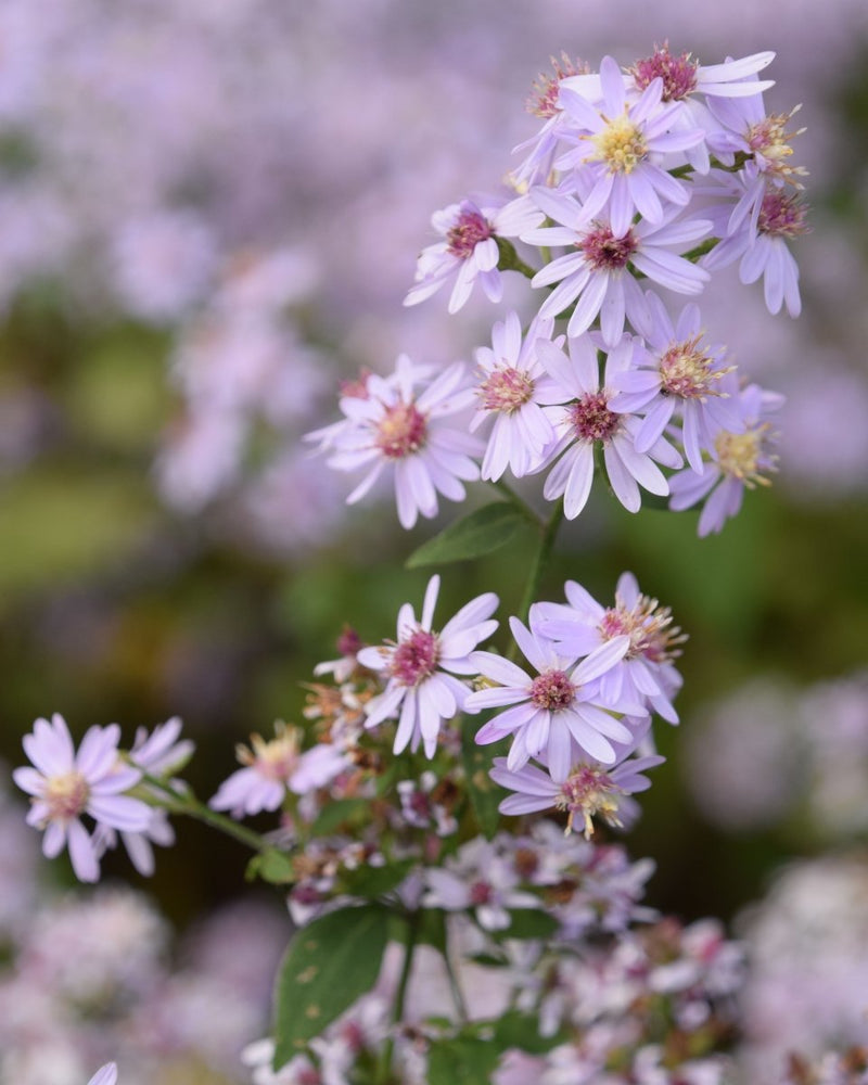 Understanding the Sustainable Gardening Concept - Garden for Wildlife