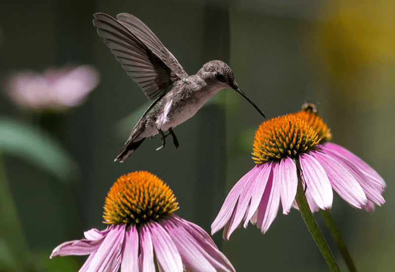 What Does a Humming Bird Do for a Flowering Plant: Vital Benefits Explained