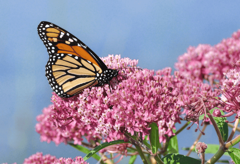 Western Monarch Butterfly Decline: Understanding the Causes and Seeking Solutions - Garden for Wildlife