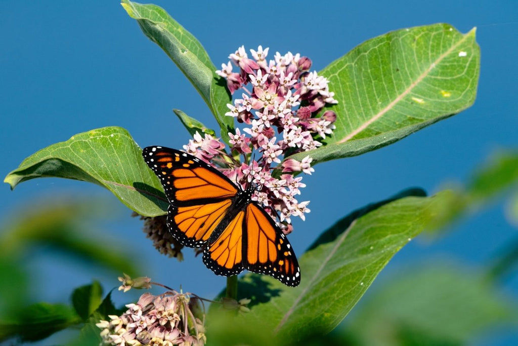 what-do-butterflies-mean-to-us