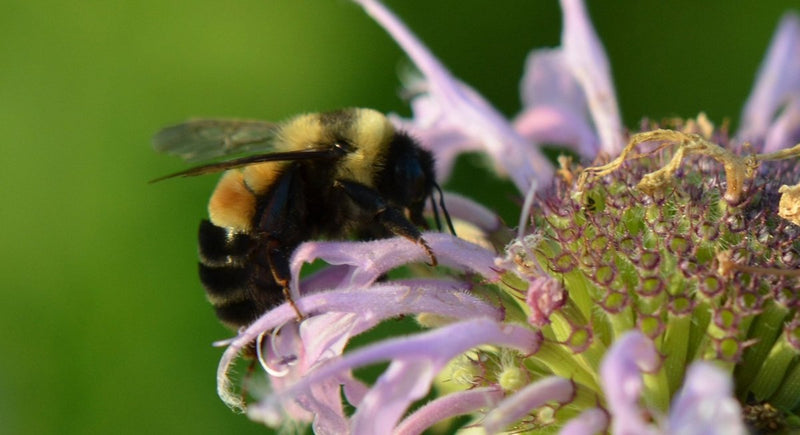 What is a Pollinator Garden & How to Plant a Garden for Pollinators - Garden for Wildlife