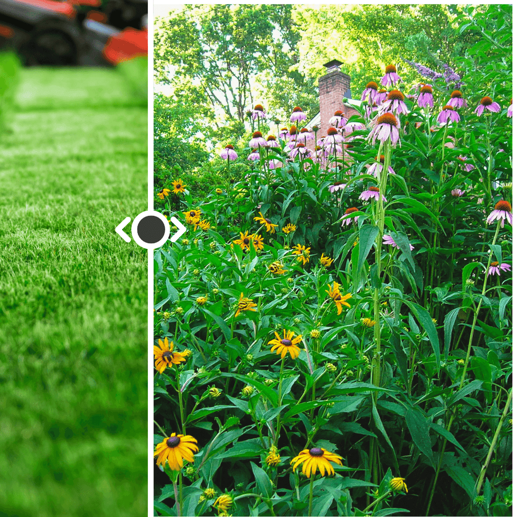 what-is-no-mow-may-kill-your-lawn-create-wildlife-habitat