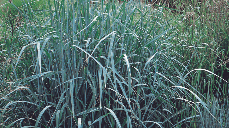 Why You Should Buy Native Grasses - Garden for Wildlife