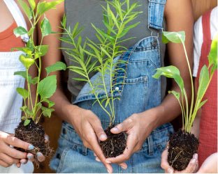 Garden For Wildlife By NWF Shop Plants To Save Wildlife garden-for-wildlife-by-nwf-shop-plants-to-save-wildlife