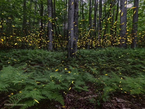 Firefly Habitat - Garden for Wildlife