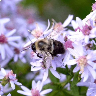 Shop Bee-Friendly Native Plants - Garden for Wildlife