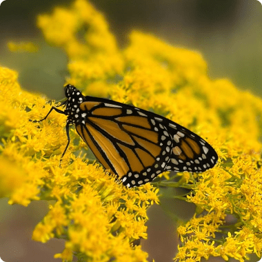 Shop Milkweed for Monarchs - Garden for Wildlife