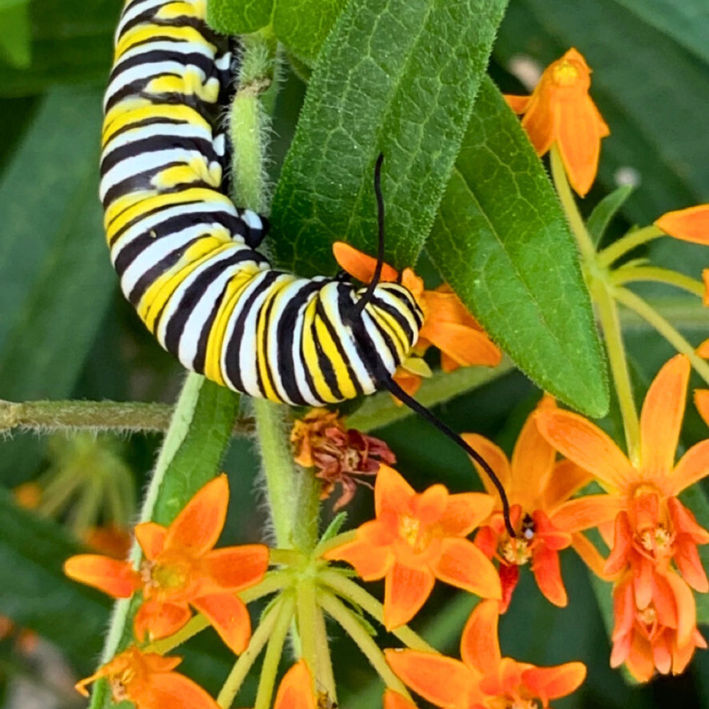 Garden For Wildlife By NWF Shop Plants To Save Wildlife garden-for-wildlife-by-nwf-shop-plants-to-save-wildlife