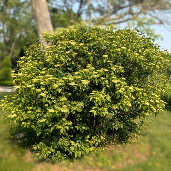 Arrowwood Viburnum Shrub