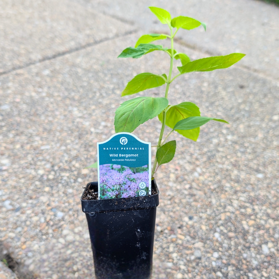 can bee balm be planted in a pot Bee Balm Plant Sets