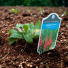 Cardinal Flower Plant Sets (I)