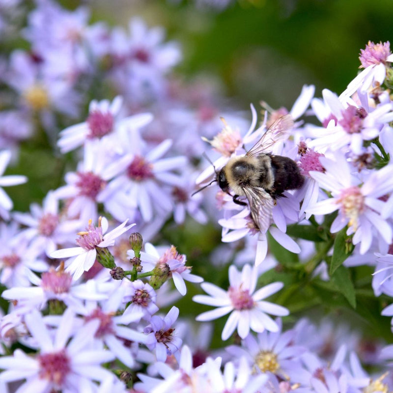 National Pollinator Week Sale | Bee-Friendly Native Plants