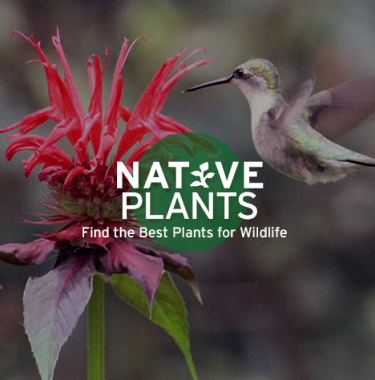 Native Plants. Find the best plants for wildlife