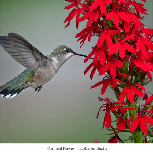 Hummingbird Heroes Plant Collections (I)