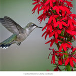 Pollinator Power Plant Collections (I)
