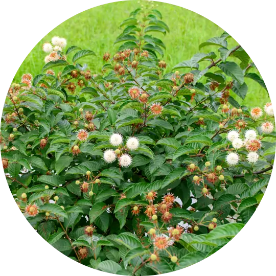 Buttonbush Shrub | Garden for Wildlife