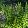 Great Blue Lobelia Plant Sets