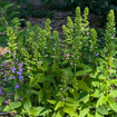 Great Blue Lobelia Plant Sets