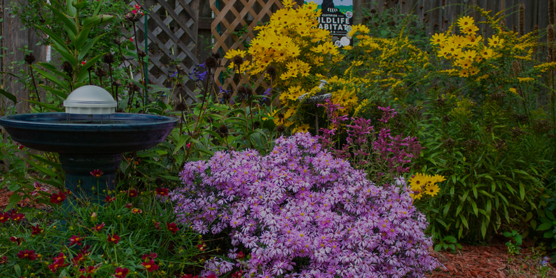 Garden For Wildlife By NWF Shop Plants To Save Wildlife garden-for-wildlife-by-nwf-shop-plants-to-save-wildlife
