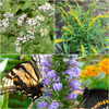 Pollinator Power