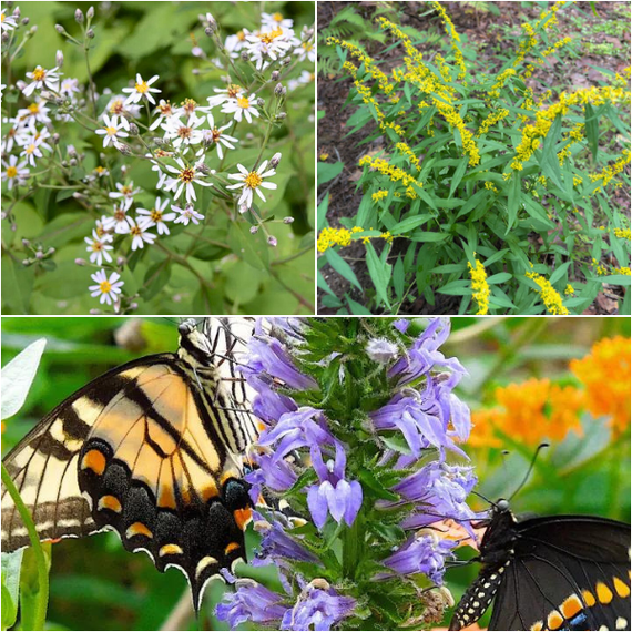 Are Yellow And Blue Flowers Bird Pollinated: Surprising Facts Revealed