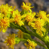 Prairie Goldenrod Plant Sets