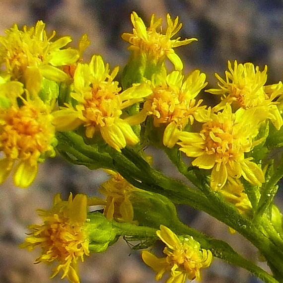 Prairie Goldenrod Plant Sets