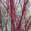 Red Twig Dogwood Shrub