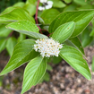 Red Twig Dogwood Shrub